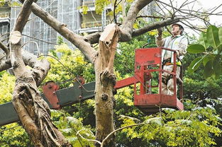 台湾未来修剪树木也要考证照 最快明年施行