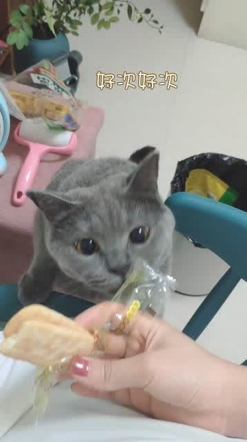猫也喜欢吃饼干吗 这都什么口味啊 罐头,不吃,肉不吃,喜欢吃小饼干 