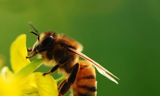 关于蜜蜂品质的诗句吗