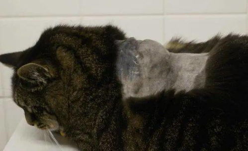 猫的注射部位肉瘤 FISS