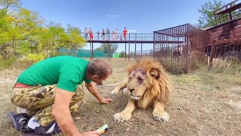 俄罗斯狮子动物园 受伤的大狮子,委屈巴巴的样子让人心疼