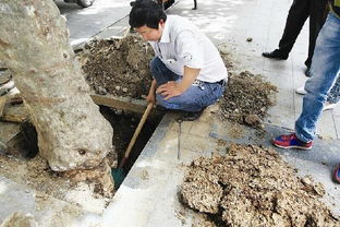 宜昌步行街挖出球形白蚁巢穴 直径超过1米 