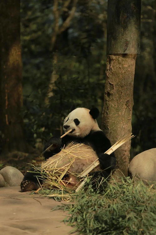 啥 大熊猫竟然有两个品种 那雨城的熊猫属于哪种呢