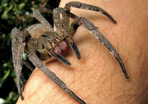 世界上最毒的十大蜘蛛,中国鸟蛛仅排第八位 