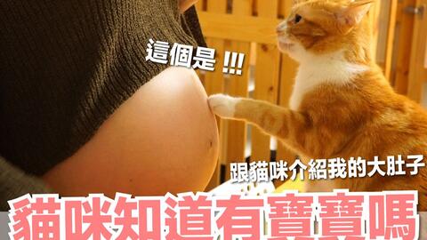 猫知道自己怀孕了吗