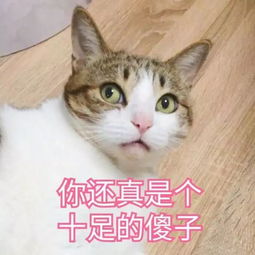 猫能吃草莓吗