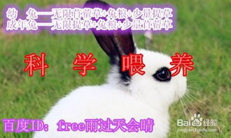 新手养兔子应该注意什么 怎么养兔子 幼兔