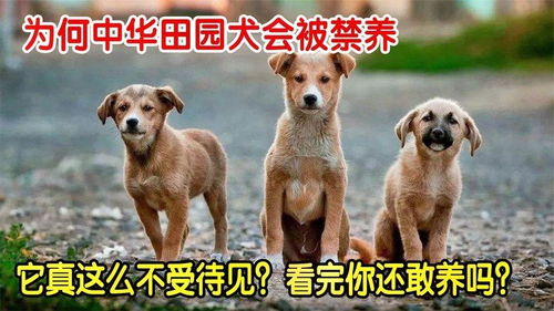 为什么有些城市禁止饲养中华田园犬