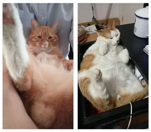 家里养了两只未绝育的公猫,当网友去上班时,屋里充满了基情 