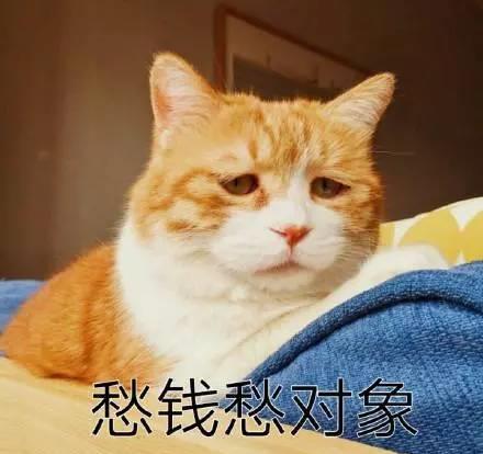 养猫和带娃的共同点,当父母可真不容易啊