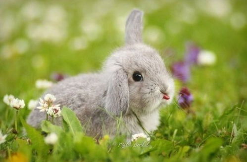 吐舌头卖萌的小兔子,怎么看怎么可爱 
