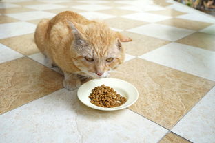 猫粮狗粮可以混食给猫咪吃吗 
