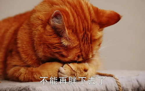 猫咪怪癖排行榜,踩奶能排第一