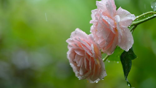 那些经历风雨的花儿