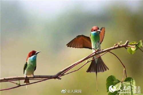百余只中国最美小鸟武汉筑巢