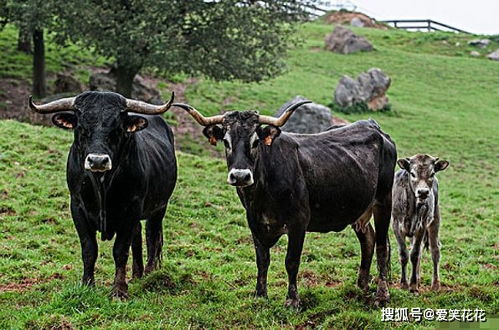 属牛人和2个生肖结婚,简直就是 帝王命 ,携手一辈子必能大富