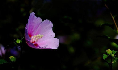 2月初,桃花翻转,爱情逆行,和前任重新联系并有复合可能的星座