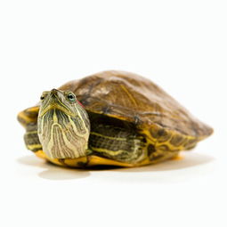 三厘米的巴西龟怎么不吃东西原因？