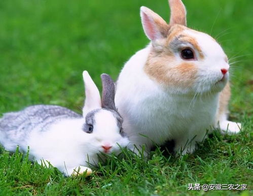 宠物兔子好养吗,宠物兔子好养吗 臭不臭