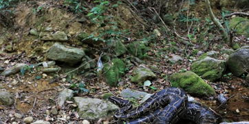 80斤大蟒蛇被放归山林 系深圳野保部门救助最大的蟒蛇