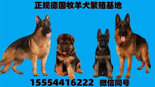 德国牧羊犬价格,德牧怎么喂养