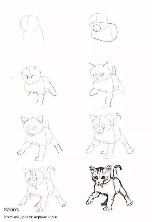 猫咪简笔画,50个干货小教程