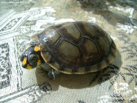 地图龟和黄头龟可以混养吗,地图龟能和黄头龟一起养么？