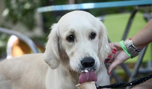 夏天到了,要吃冰淇淋了,那么狗狗可以吃冰淇淋吗