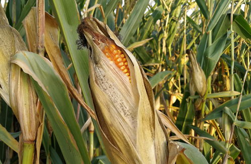 河南玉米成熟时间表 河南收玉米9月几号