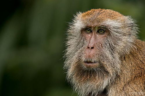 生肖猴的终身寿数,5月12日该何去何从 也许这就是 命
