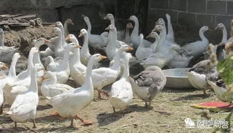 农村养鸡养鸭如何防范被蛇鼠咬伤,有什么办法可以预防