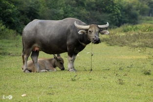 属牛的今年多大,属牛性格婚姻命运全解,生肖牛的来历 传说 