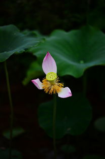 花自飘零