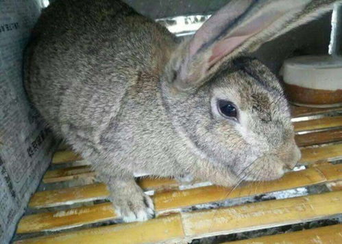 庄河兔场养殖养兔技术指导