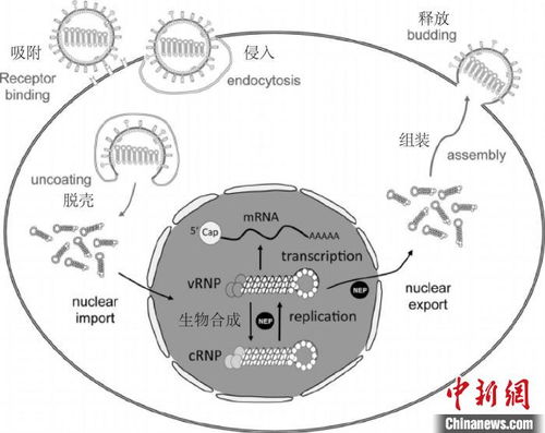 中科院微生物所科普 抗生素为何不能抗病毒