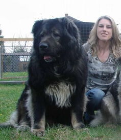 高加索犬 探秘世界上最大的狗 13 
