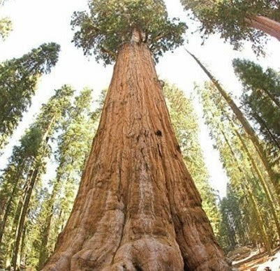 地球上最硬的树,比钢铁还要硬一倍,科学家至今未研究清楚