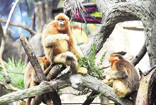 武汉动物园请市民为五只小金丝猴取名