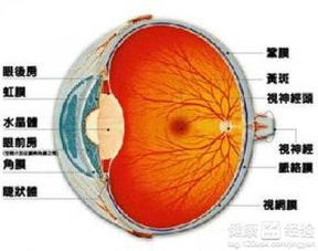 视网膜剥离，视网膜不完全性剥离是什么