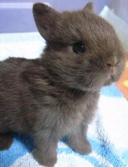 荷兰侏儒兔介绍与价格 荷兰侏儒兔怎么养和寿命和能长多大 爱宠网 