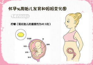 怀孕14周 怀孕14周的注意事项