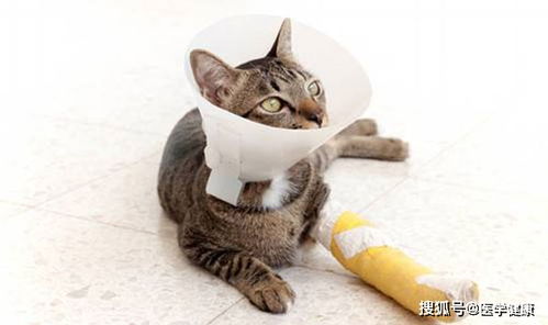 猫咪骨折后治疗方法有哪些 宠主如何照顾骨折手术后的猫咪