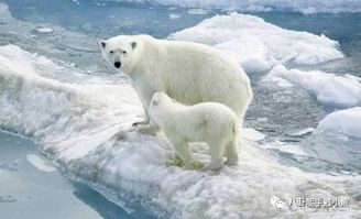 太原北极熊游泳馆价的价钱是多少