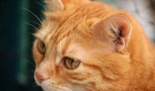 常见的猫咪皮肤病有哪些 如何治疗和预防猫癣和猫咪黑下巴