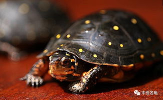 每天认识一种龟 龟中精灵 北美星点龟 