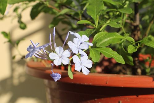 6种花太 勤劳 ,一年四季都开花,别名 天天开