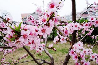 易德师傅 论神煞之桃花 