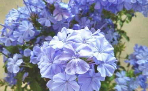蓝色的花有什么,有一种蓝色的花是什么？