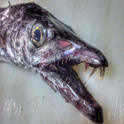 直击现今人类发现最丑的10条鱼,简直在挑战眼睛的极限