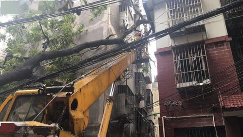 狂风吹倒大树砸中楼房 工作人员紧急救援